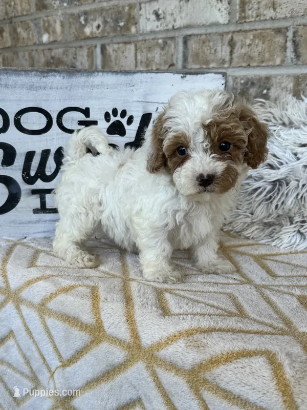 Reese – Cavapoo puppy for sale in Bowling Green, KY