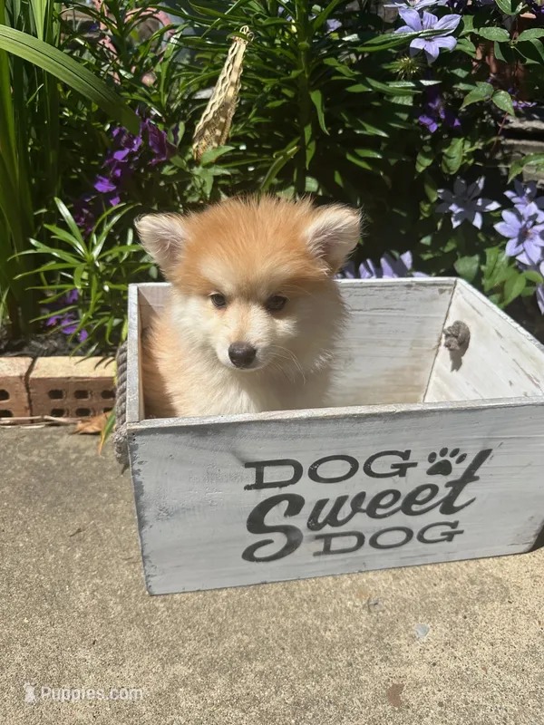 Ryder – Pomsky puppy for sale in Bowling Green, KY