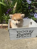 Ryder, a male Pomsky for sale in Bowling Green, KY – 1 of 9