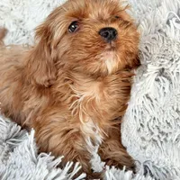 Theo, a male Cavapoo for sale in Bowling Green, KY – Photo 3 of 5
