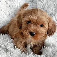 Theo, a male Cavapoo for sale in Bowling Green, KY – Photo 5 of 5
