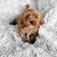 Theo, a male Cavapoo for sale in Bowling Green, KY – Photo 1 of 5