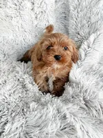 Theo, a male Cavapoo for sale in Bowling Green, KY – Photo 1 of 5
