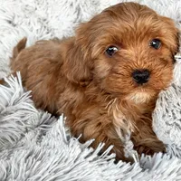 Theo, a male Cavapoo for sale in Bowling Green, KY – Photo 2 of 5