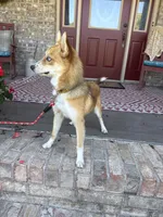 Hugo, a male Pomsky for sale in Bowling Green, KY – 7 of 10