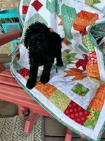 Emma, a female Cavapoo for sale in Bowling Green, KY – 4 of 5