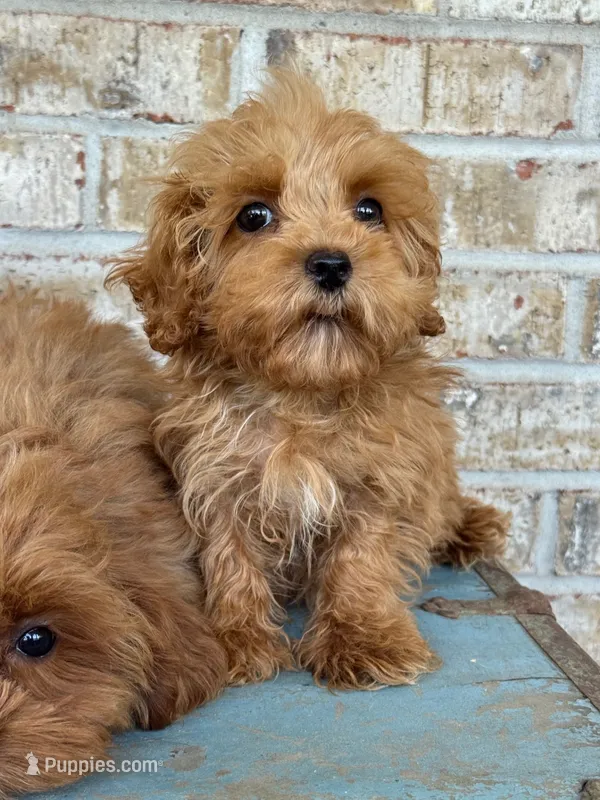Apple (mini) – Cavapoo puppy for sale in Bowling Green, KY