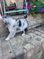 Aspen, a female Pomsky for sale in Bowling Green, KY – 3 of 7