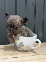 Blackberry, a male French Bulldog for sale in Bowling Green, KY – 6 of 8