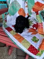 Ethan, a male Cavapoo for sale in Bowling Green, KY – 2 of 5