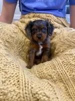 Mack, a male Cavapoo for sale in Bowling Green, KY – 4 of 4