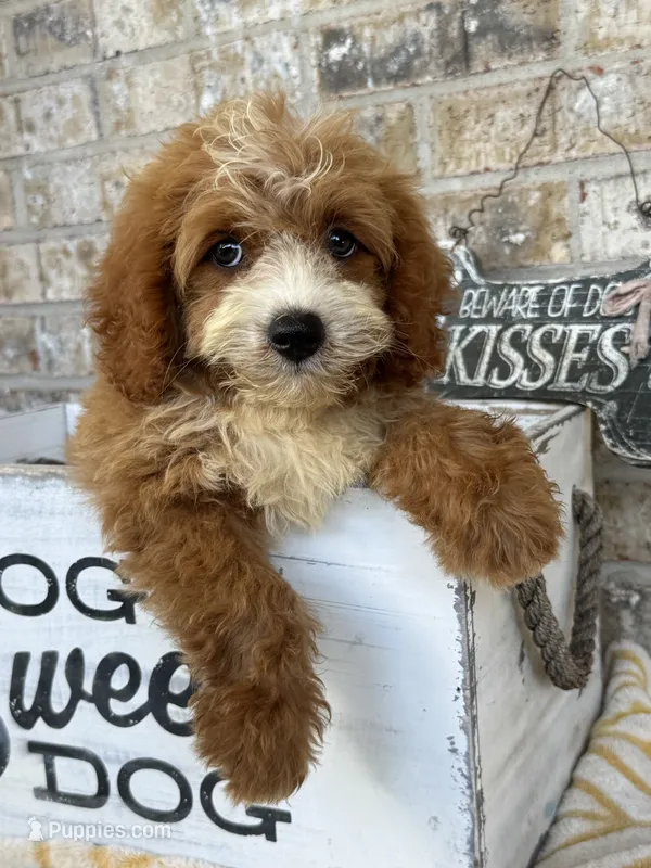 Beaver – Miniature Bernedoodle puppy for sale in Bowling Green, KY
