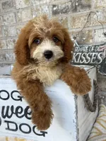 Beaver, a male Miniature Bernedoodle for sale in Bowling Green, KY – 8 of 10