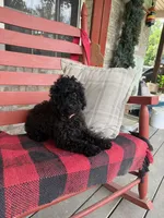 Ethan, a male Cavapoo for sale in Bowling Green, KY – 5 of 7
