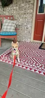 Hugo, a male Pomsky for sale in Bowling Green, KY – 6 of 6