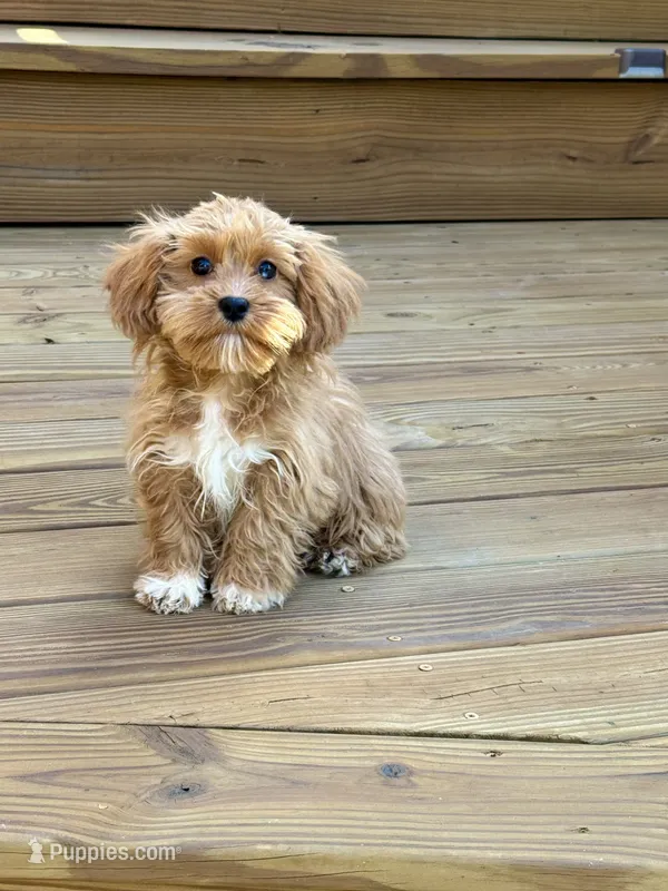 Ava (mini) – Cavapoo puppy for sale in Bowling Green, KY