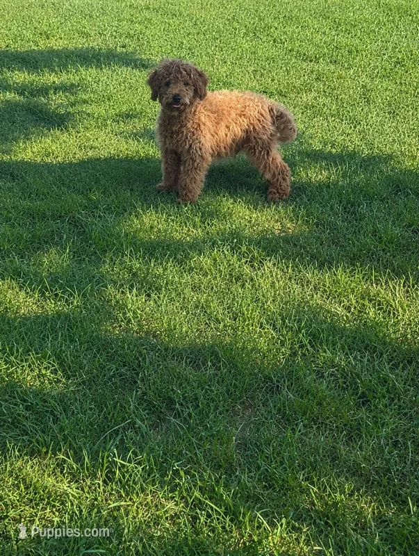 Epic – Cavapoo puppy for sale in Bowling Green, KY