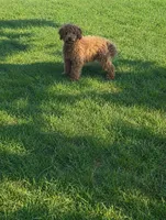 Epic, a male Cavapoo for sale in Bowling Green, KY – 1 of 4