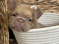 Cashmere, a female French Bulldog for sale in Bowling Green, KY – 3 of 8