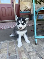 Aurora, a female Pomsky for sale in Bowling Green, KY – 3 of 8
