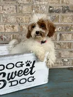 Reese, a female Cavapoo for sale in Bowling Green, KY – 5 of 7