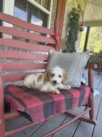 Bailey, a female Miniature Bernedoodle for sale in Bowling Green, KY – 4 of 8