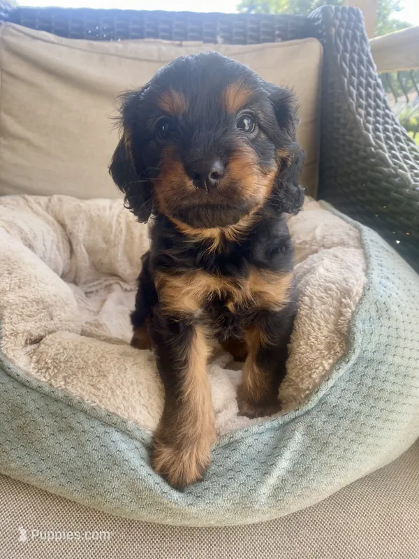 Milo – Cavapoo puppy for sale in Bowling Green, KY