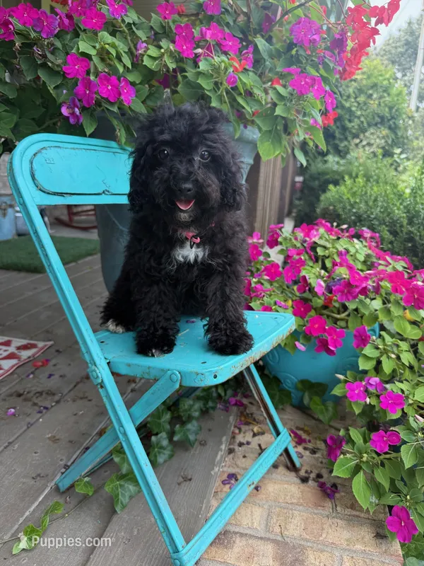 Lizzy – Cavapoo puppy for sale in Bowling Green, KY