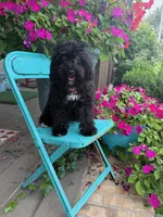 Lizzy, a female Cavapoo for sale in Bowling Green, KY – 1 of 5