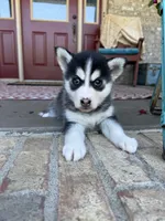 Aurora, a female Pomsky for sale in Bowling Green, KY – 1 of 8