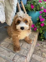 Beaver, a male Miniature Bernedoodle for sale in Bowling Green, KY – 3 of 10