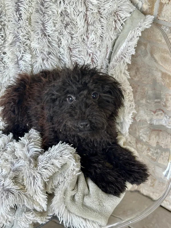 Emma – Cavapoo puppy for sale in Bowling Green, KY