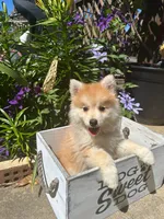Ryder, a male Pomsky for sale in Bowling Green, KY – 7 of 9