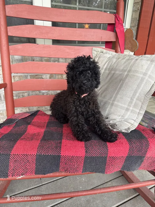 Ethan – Cavapoo puppy for sale in Bowling Green, KY
