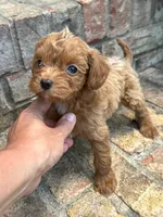 River, a female Cavapoo for sale in Bowling Green, KY – 5 of 8