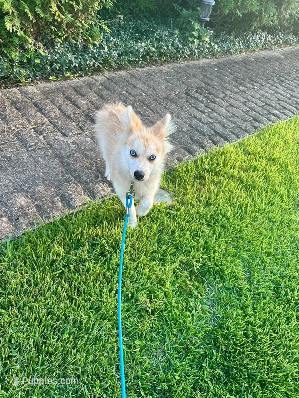 Rocky – Pomsky puppy for sale in Bowling Green, KY