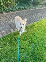 Rocky, a male Pomsky for sale in Bowling Green, KY – 1 of 4