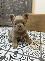Chewie, a male French Bulldog for sale in Bowling Green, KY – 3 of 10