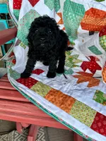 Emma, a female Cavapoo for sale in Bowling Green, KY – 2 of 5