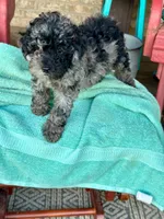 Eli, a male Cavapoo for sale in Bowling Green, KY – 5 of 5