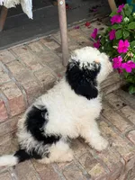 Beau, a male Miniature Bernedoodle for sale in Bowling Green, KY – 6 of 8