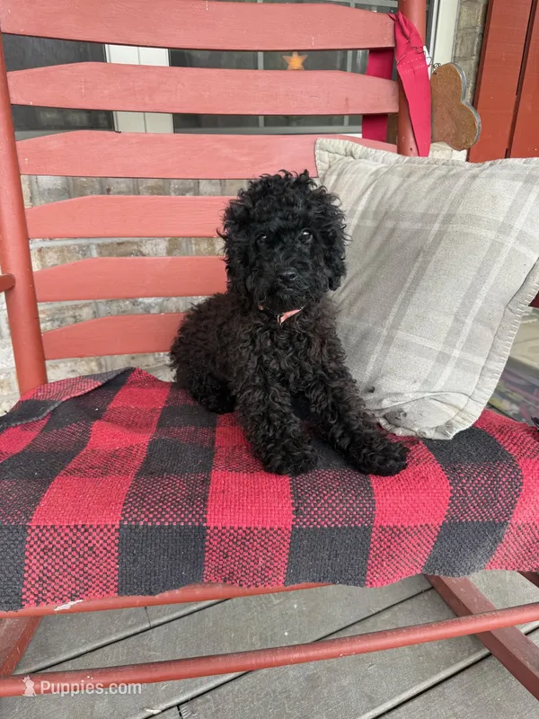 Ethan – Cavapoo puppy for sale in Bowling Green, KY