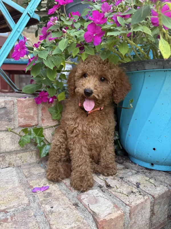 Clover – Miniature Labradoodle puppy for sale in Bowling Green, KY