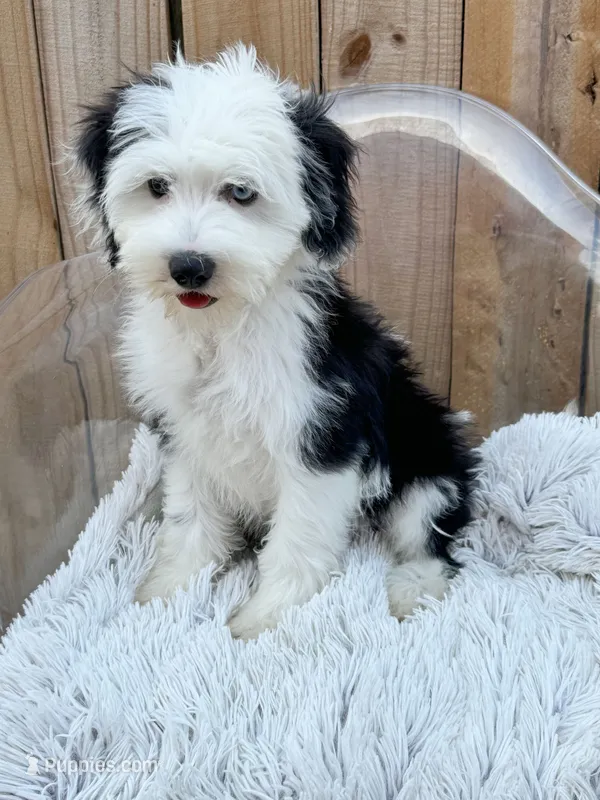 Norris – Sheepadoodle, Miniature Bernedoodle puppy for sale in Bowling Green, KY