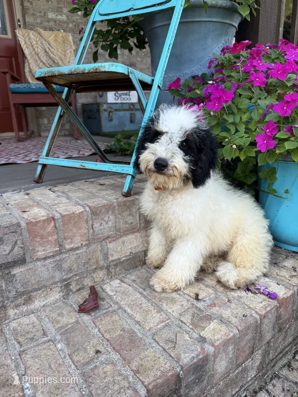 Beau – Miniature Bernedoodle puppy for sale in Bowling Green, KY