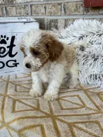 Rory, a female Cavapoo for sale in Bowling Green, KY – 5 of 5