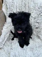 Netta, a male Sheepadoodle and Miniature Bernedoodle for sale in Bowling Green, KY – 3 of 4