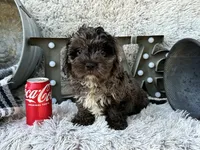 Atlas, a male Cavapoo for sale in Bowling Green, KY – 4 of 6