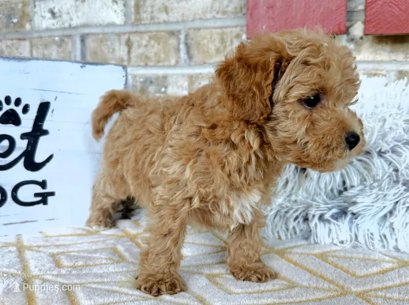 Remi – Cavapoo puppy for sale in Bowling Green, KY