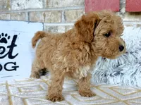 Remi, a male Cavapoo for sale in Bowling Green, KY – 1 of 5